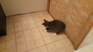 Gray Kitten Playing