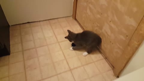 Gray Kitten Playing