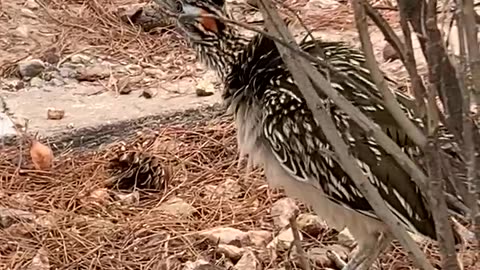 Roadrunner making a call & hiding by a plant