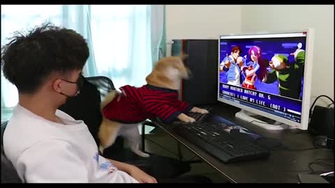 SMARTEST DOG EVER PLAYING PC GAME !!!