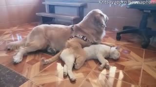 Adorable Doggo Cuddles Sleepy Cat