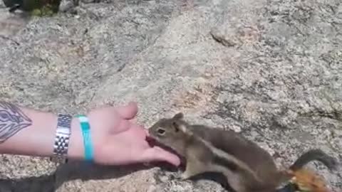 Chipmunk being as cute as possible