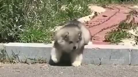 The puppy is trying to climb over the curb