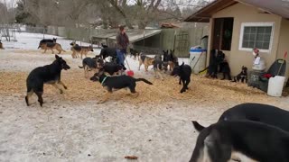 German Shepherds playing