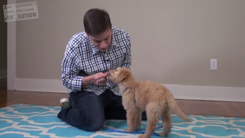 The three Easiest Things to Teach your NEW PUPPY!