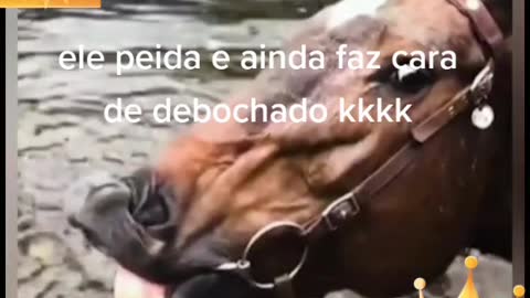 Cavalo peidão