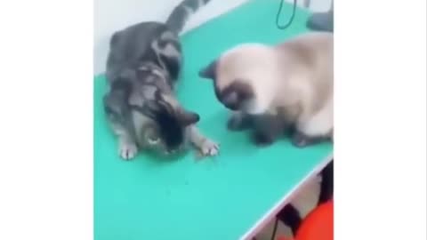 FUNNY CAT VIDEOS Don't try to hold back Laughter