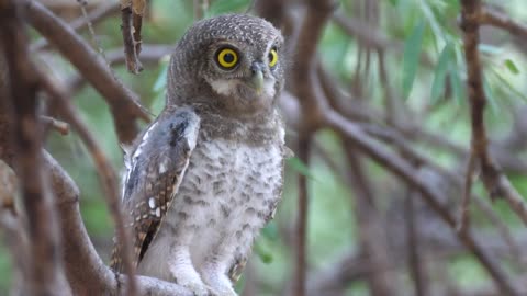 Owl singing