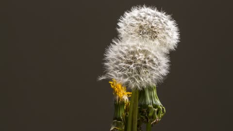 Dandelion | Taraxacum