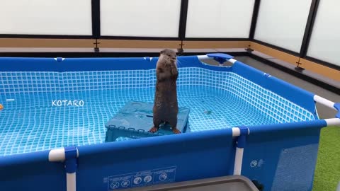 #Otter #PetBathPostureBigReport|Otters will play soccer with people