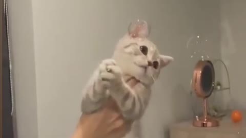 funny cute cat