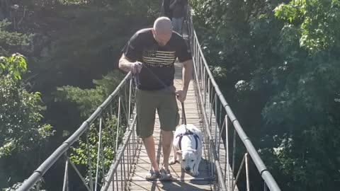 Dad Helps Dog Hesitant to Cross Bridge