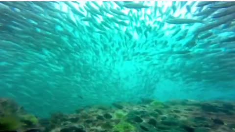 Scuba diver films aquatic bird catching fish 40 feet underwater