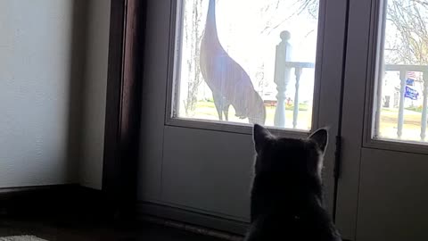 Otis Cat vs Fred The Sandhill Crane