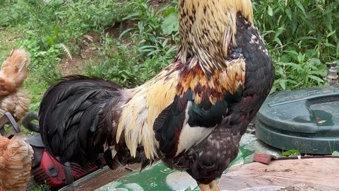 Rooster And Some Of His Hens