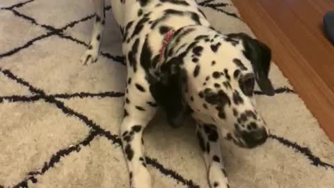 Food Dilemma for Dalmatian