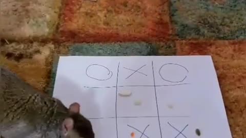 Squirrel plays tic-tac-toe with owner