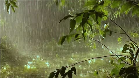 Heavy Rain in the Rainforest / Torrential Rain Sounds for Sleeping & Relaxing at Night No Thunder