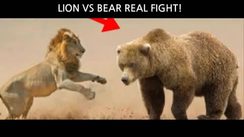 Lion vs Bear Real Fights video (very interesting fight)