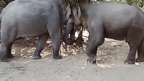 Elephants