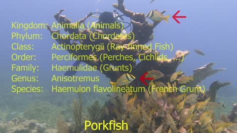 Porkfish