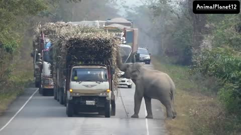 Elephant Stops Passing Trucks To Steal Bundles Of Sugar Cane