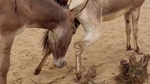 Donkey Water #animals #ghadha #shorts