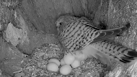 As kestrels Mr & Mrs Kes made preperations for breeding season ahead,