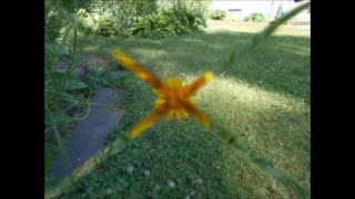 Always Cheerful Garden Coreopsis June 2021