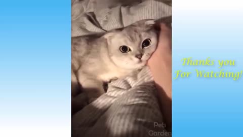 Funny reactions of cute pets