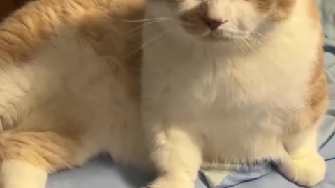 Sexy cat