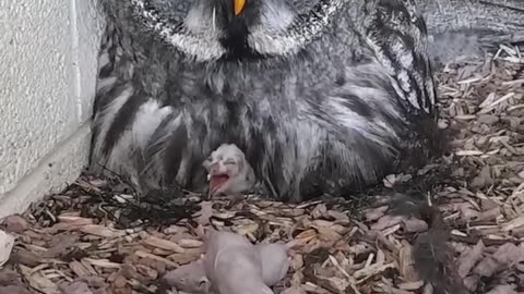 New Baby Great Grey Owls!! 🐣🥰🎉 at long last ☺️ #shorts #hatched #owl #baby #birds #love #excitement