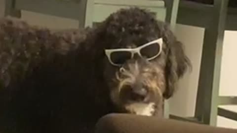 Joe Cool Bernedoodle can’t move