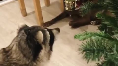 Cute Raccoon Can't Resist Shiny Christmas Decoration