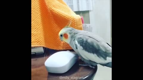 Funny Parrots Videos _ very cute moment of the BIRDS _ Cutest Parrots