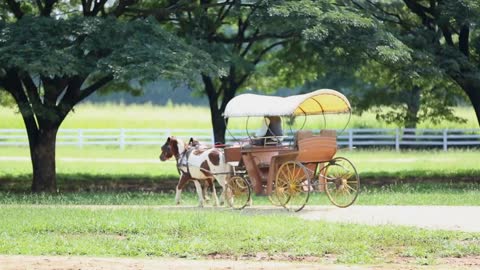 Non identify in horse-drawn carriage drive in farm