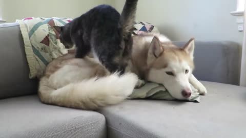 Cat Gives Massage To A Husky Before Settling Down For A Nap