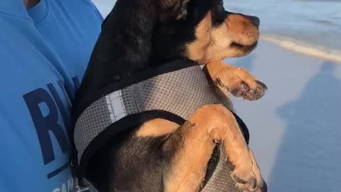 Pablo the Dog’s First Time at the Beach