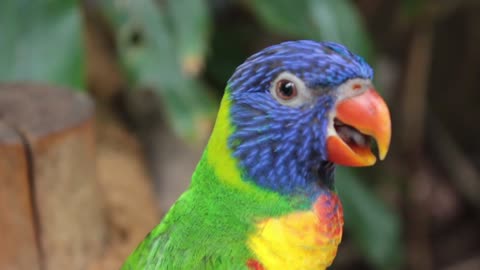 Talking Parrot Greeting Baby Parrot