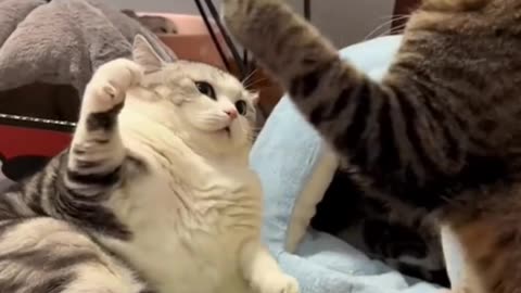 Cute Funny Cats Video_funnycats _cats _animals