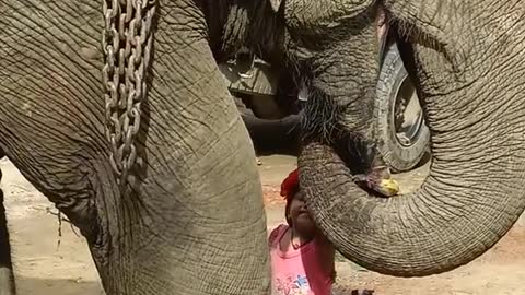 Big Elephant and Small Girl Playing