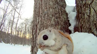 serbian playing squirrel