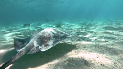 Underwater view of manta ray in the Pacific Ocean near Moorea island in French Polynesia.