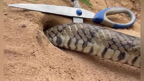 King cobra coming out from bill