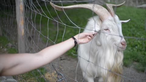 Visitor hand petting a goat at the zoo