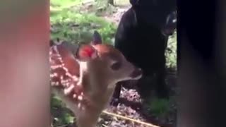 A small deer is thirsty for milk