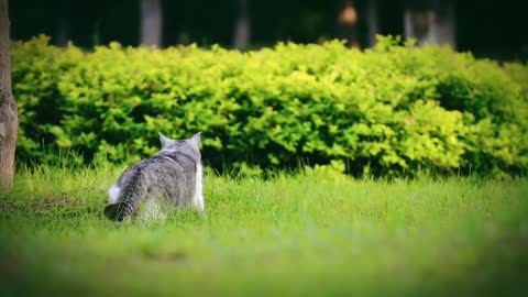 The confused behavior of a cat