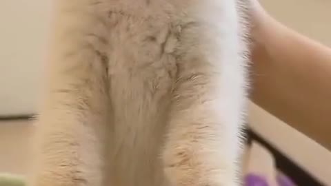 Funny Cat eats fruit and does not want to be interrupted