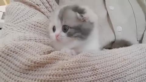 cute kitten videos short leg cat- KimsKennelUS