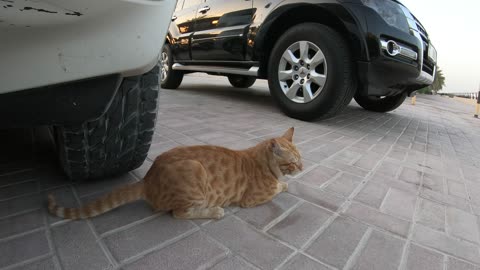 CHRIS MARTIN & MICHAEL JACKSON - Homeless cats in Ras Al Khaimah, UAE #ChrisMartin #MichaelJackson